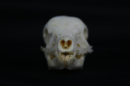 Fetal Pig Skull