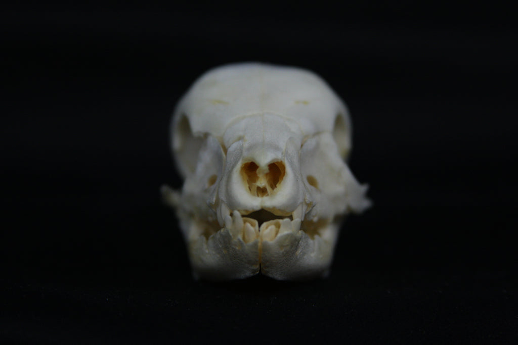 Fetal Pig Skull