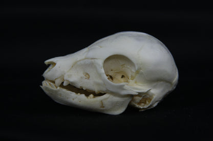 Fetal Pig Skull