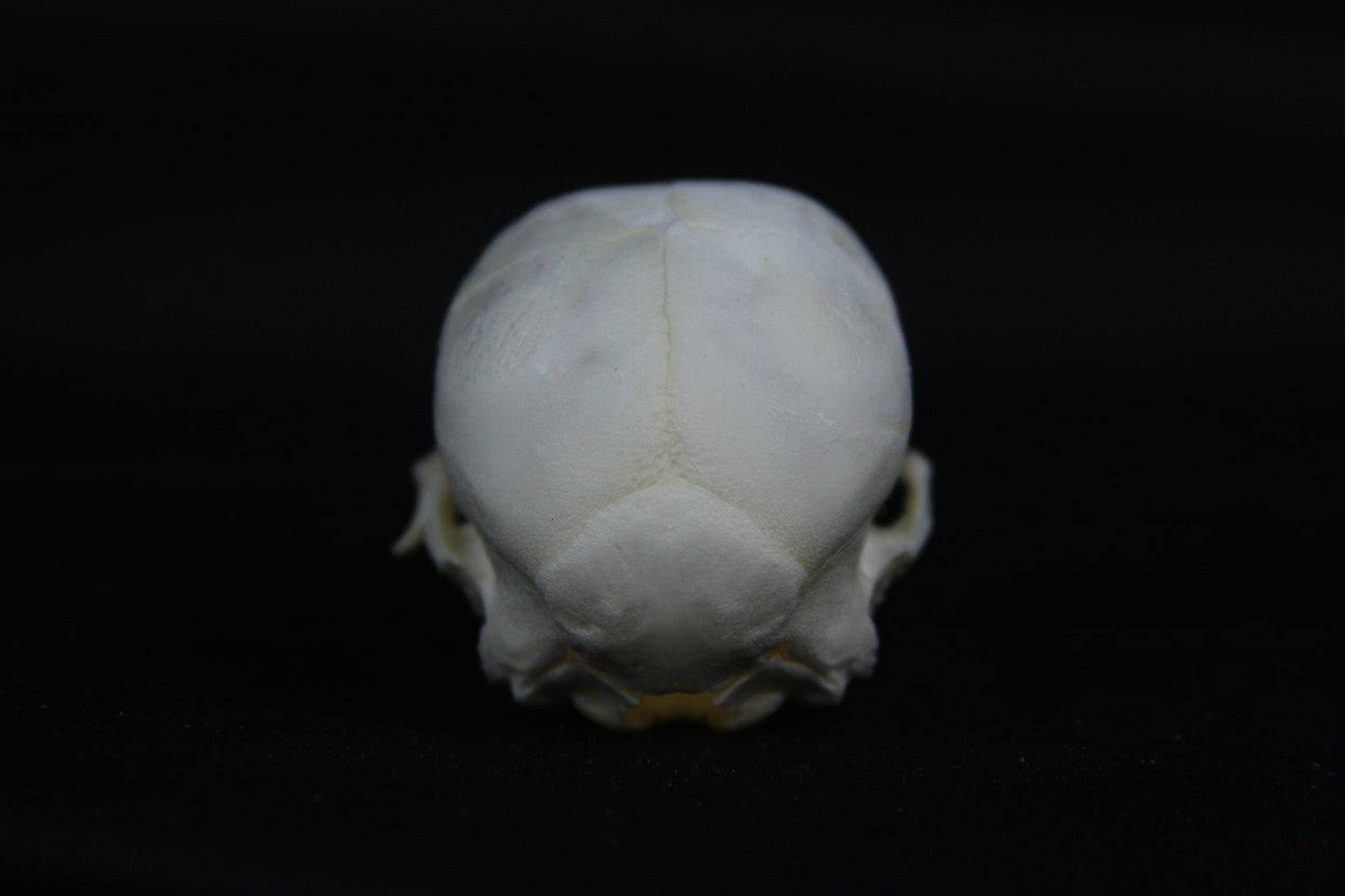 Fetal Pig Skull