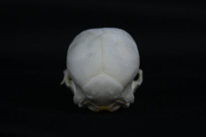 Fetal Pig Skull