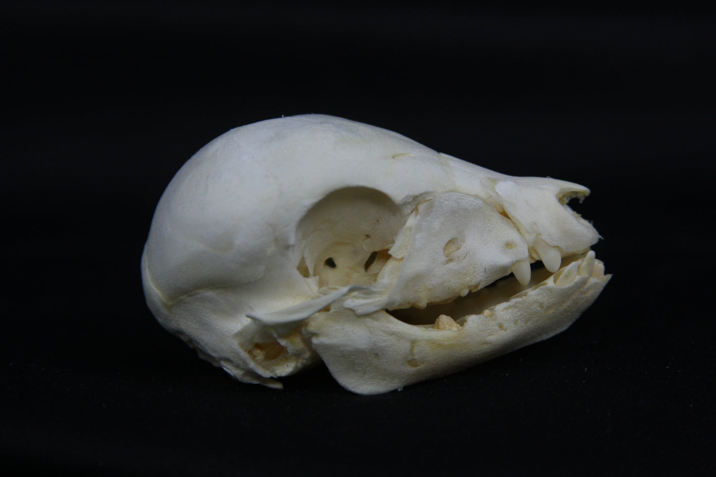 Fetal Pig Skull