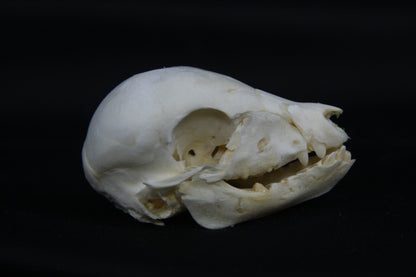 Fetal Pig Skull
