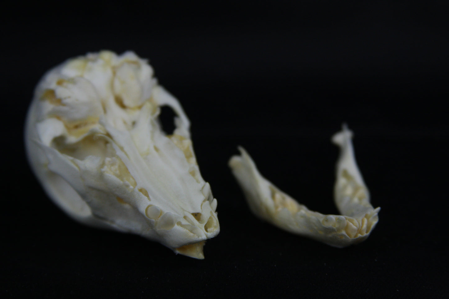 Fetal Pig Skull