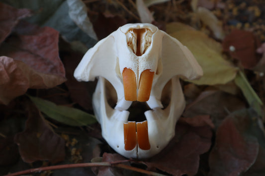 Beaver Skull
