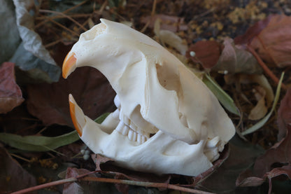 Beaver Skull