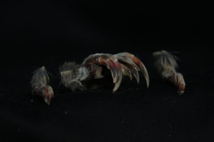 Gopher Feet
