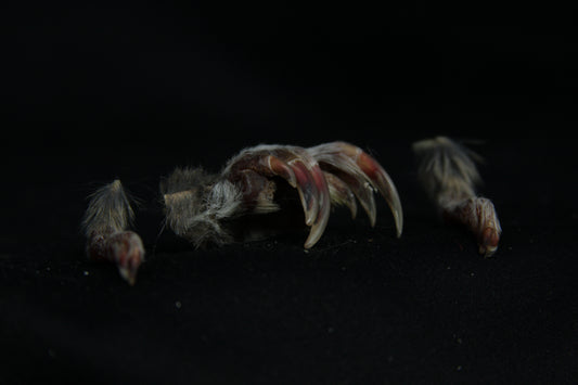 Gopher Feet