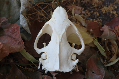 Beaver Skull