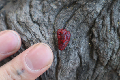 Dry Preserved Mole Heart