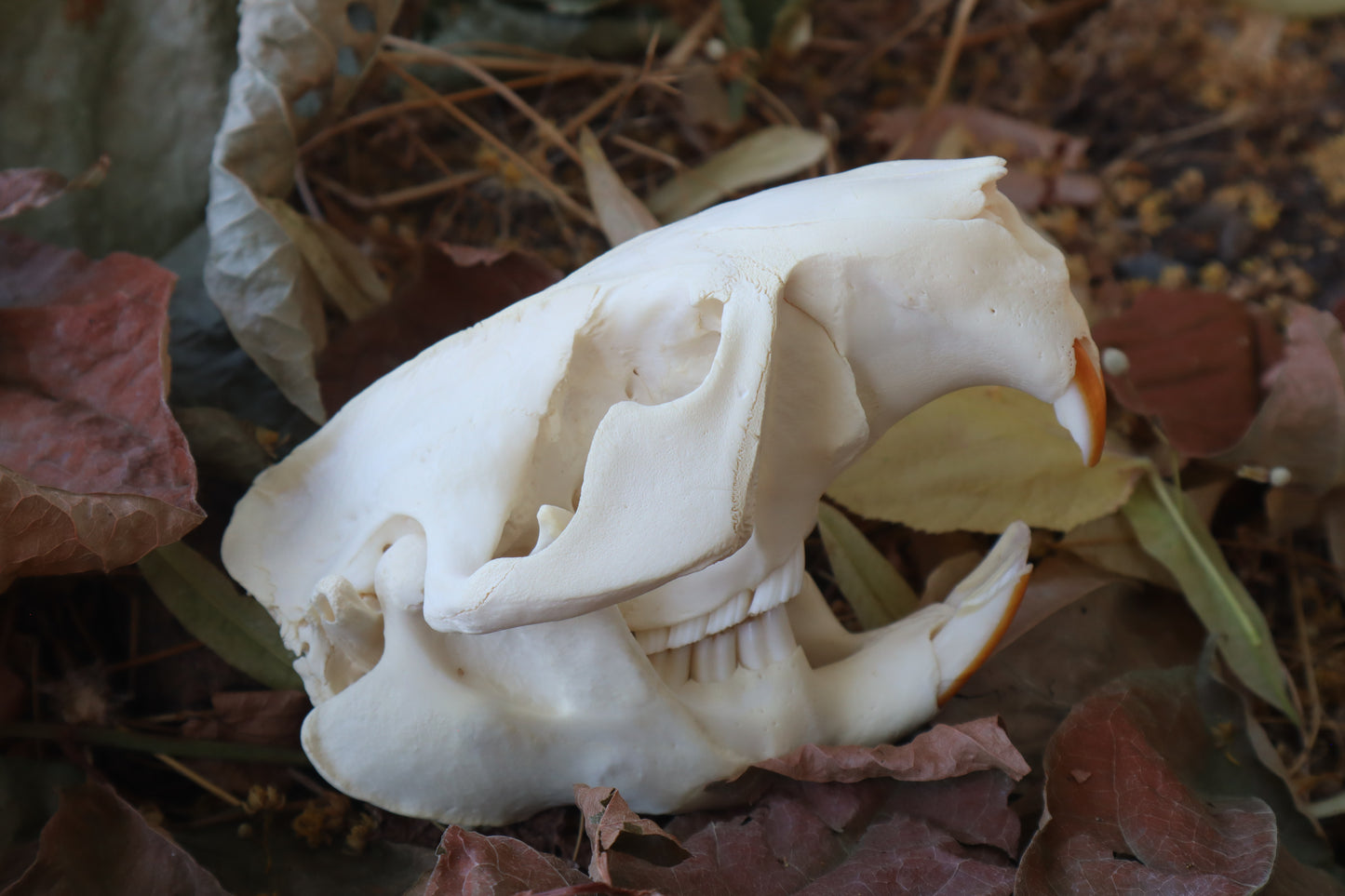 Beaver Skull