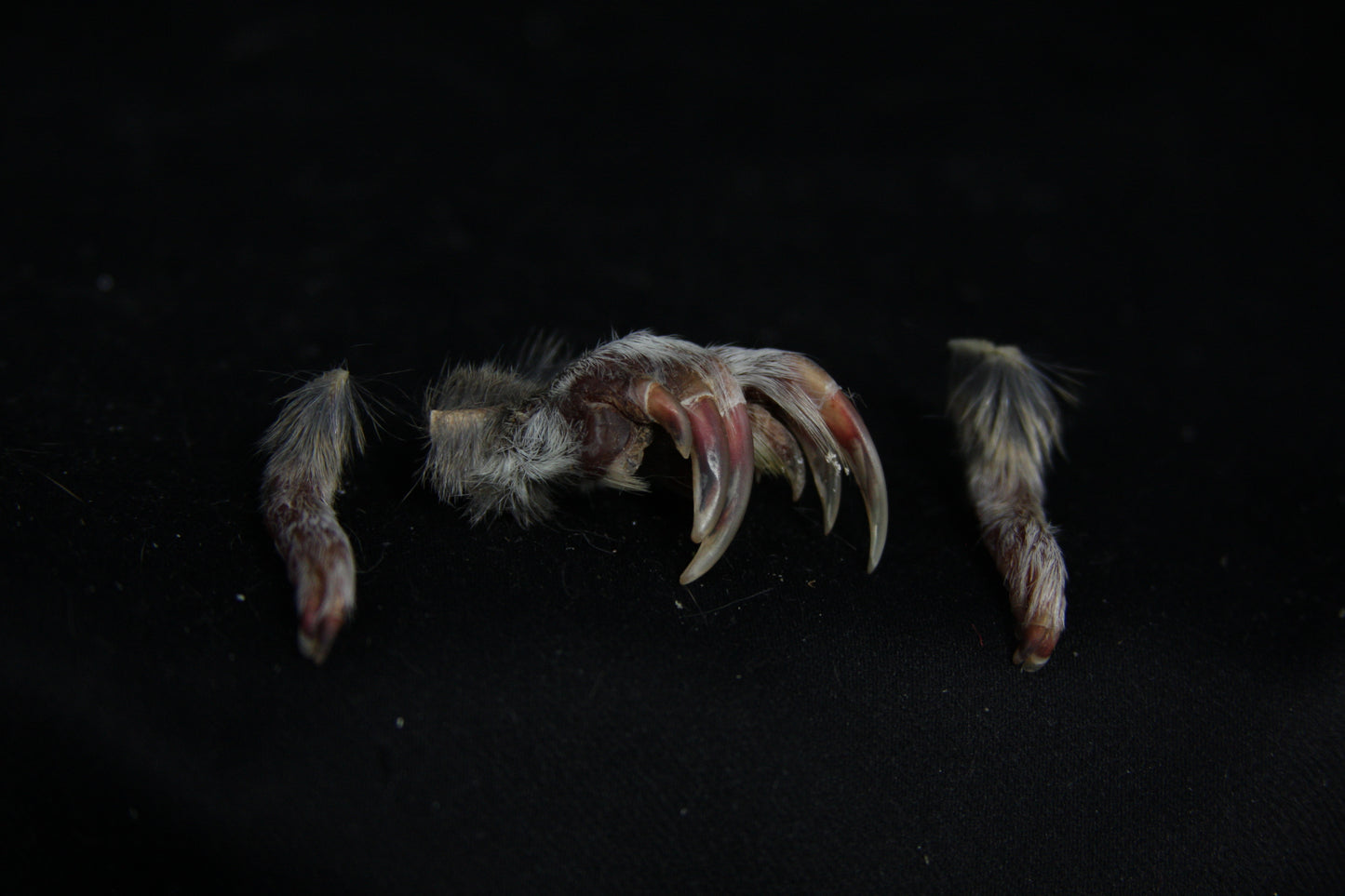 Gopher Feet