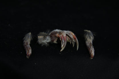 Gopher Feet