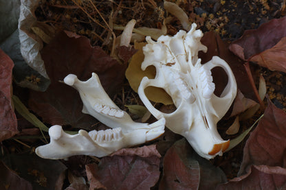 Beaver Skull