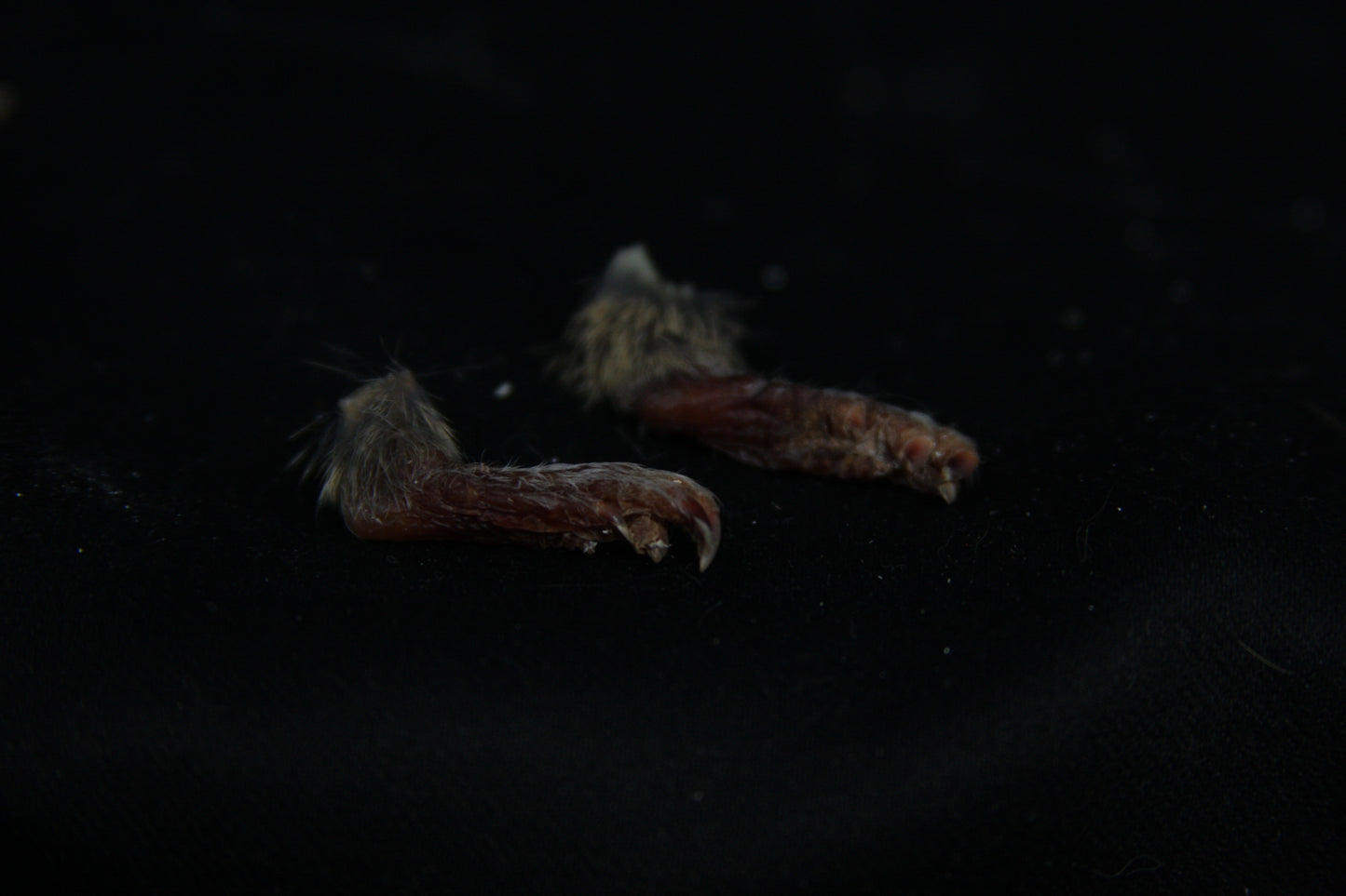 Gopher Feet