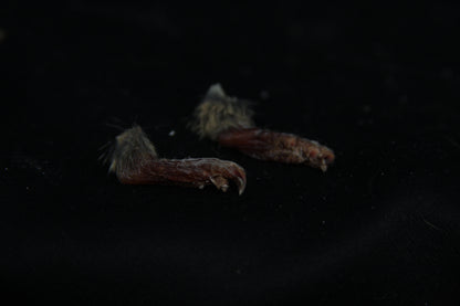 Gopher Feet