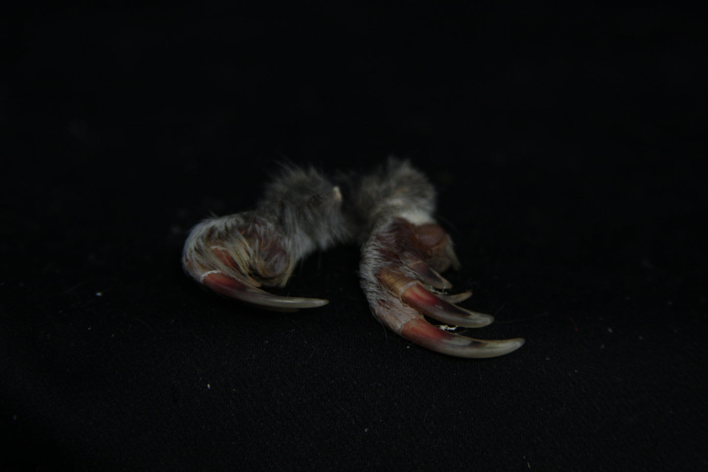 Gopher Feet