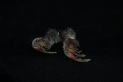 Gopher Feet