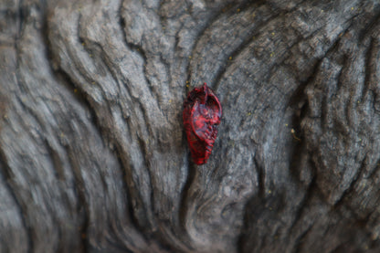 Dry Preserved Mole Heart