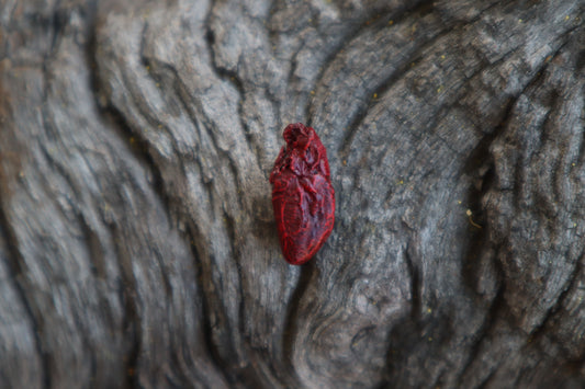 Dry Preserved Mole Heart