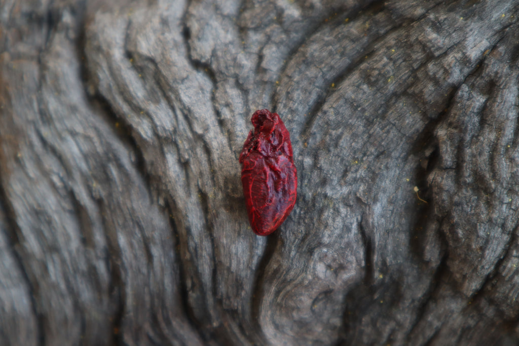 Dry Preserved Mole Heart