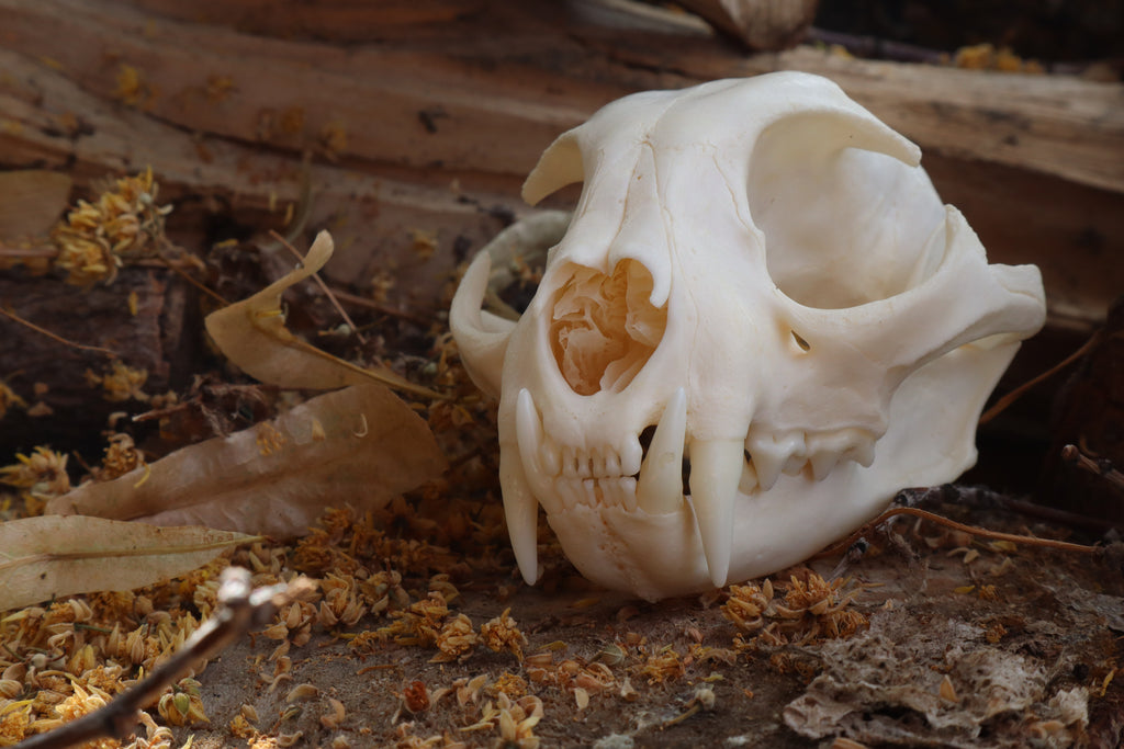 Pathological Bobcat Skull