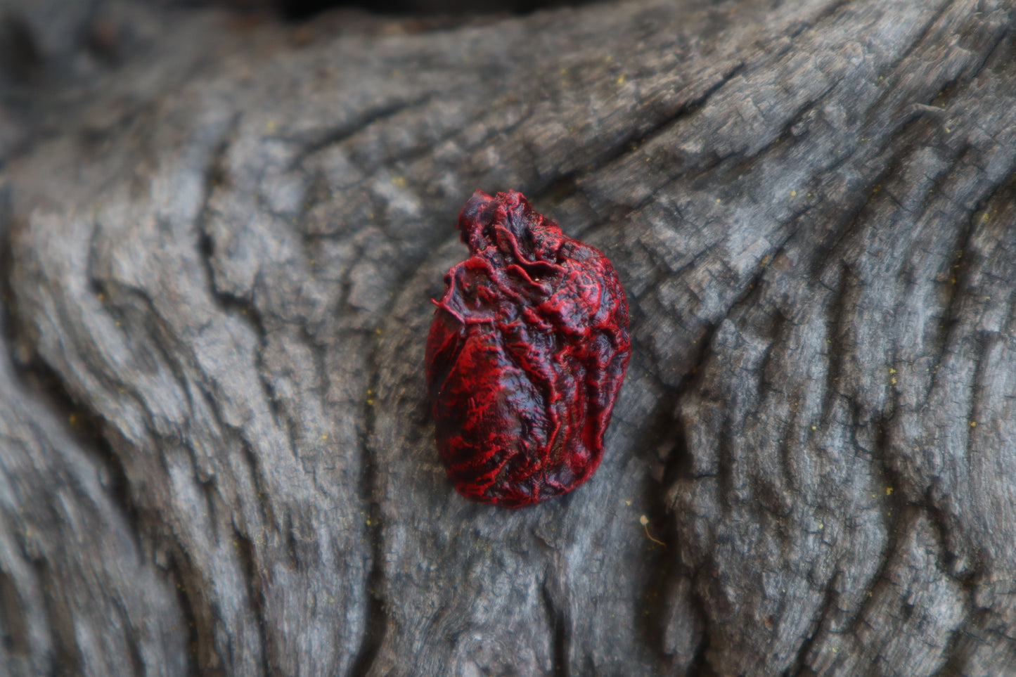 Dry Preserved Muskrat Heart