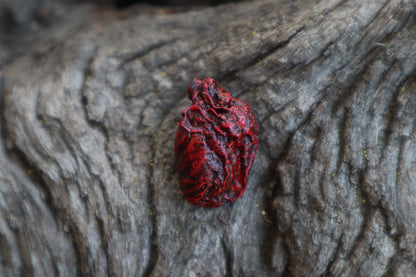 Dry Preserved Muskrat Heart