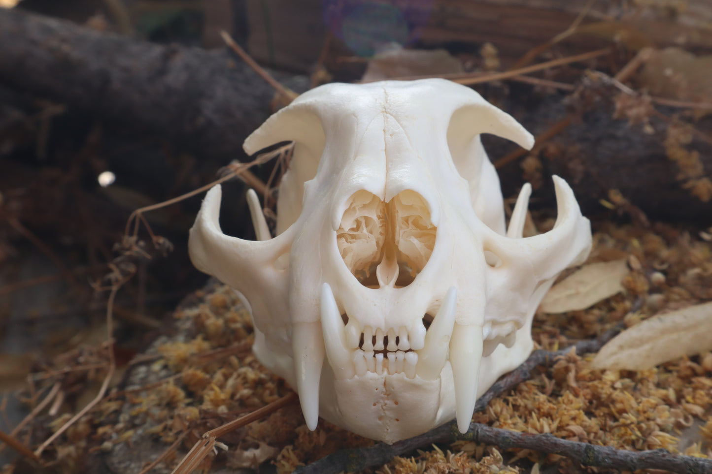 Pathological Bobcat Skull