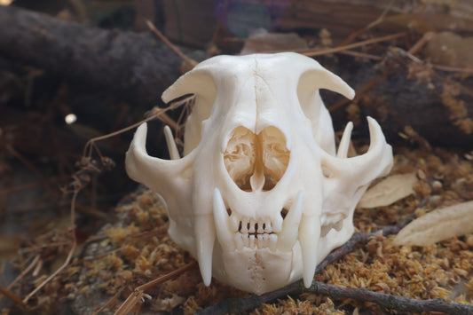 Pathological Bobcat Skull