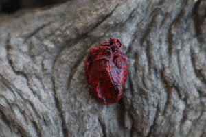 Dry Preserved Muskrat Heart