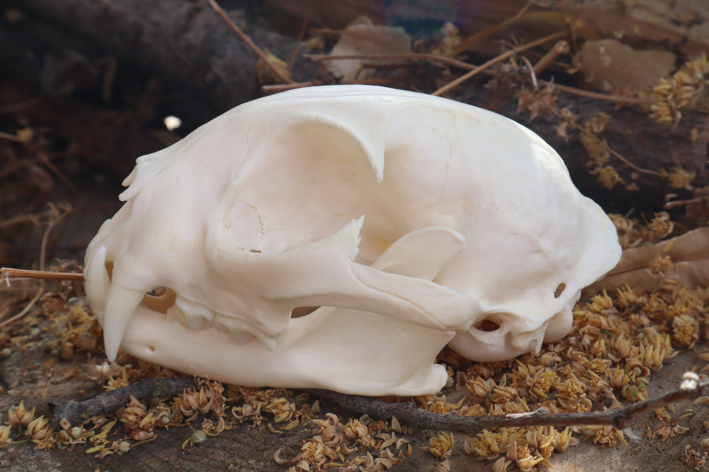 Pathological Bobcat Skull