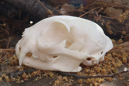 Pathological Bobcat Skull