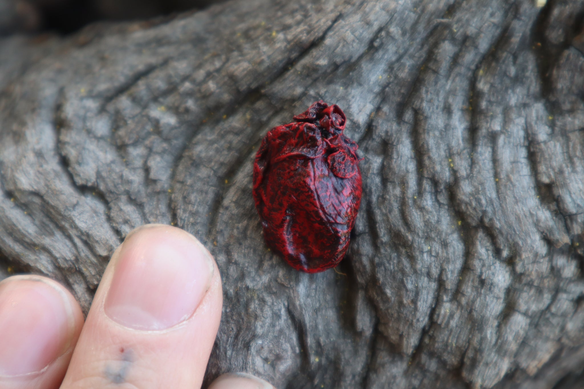 Dry Preserved Muskrat Heart