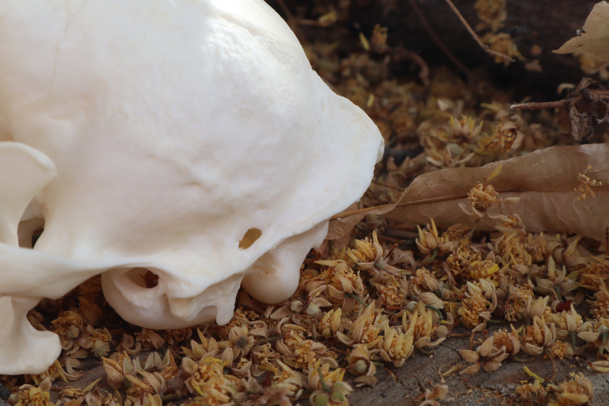Pathological Bobcat Skull