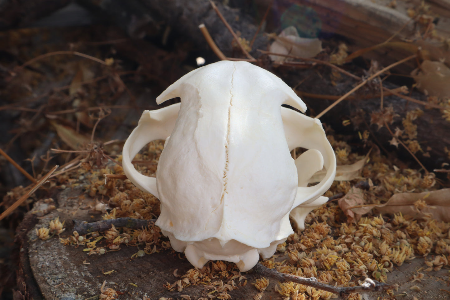 Pathological Bobcat Skull