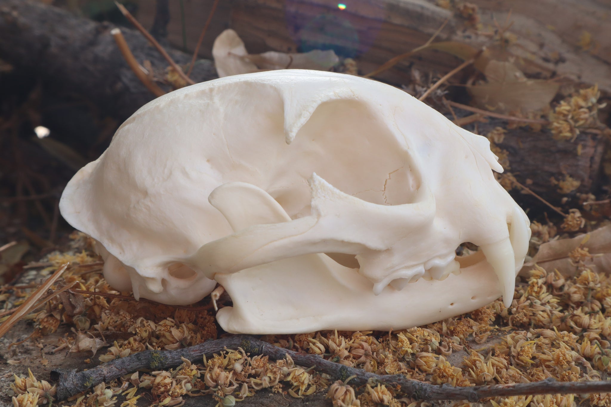 Pathological Bobcat Skull