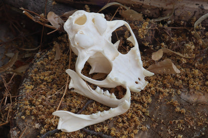 Pathological Bobcat Skull