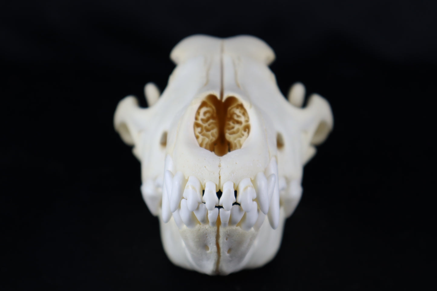 Black Wolf Skull