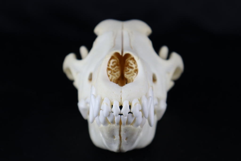 Black Wolf Skull