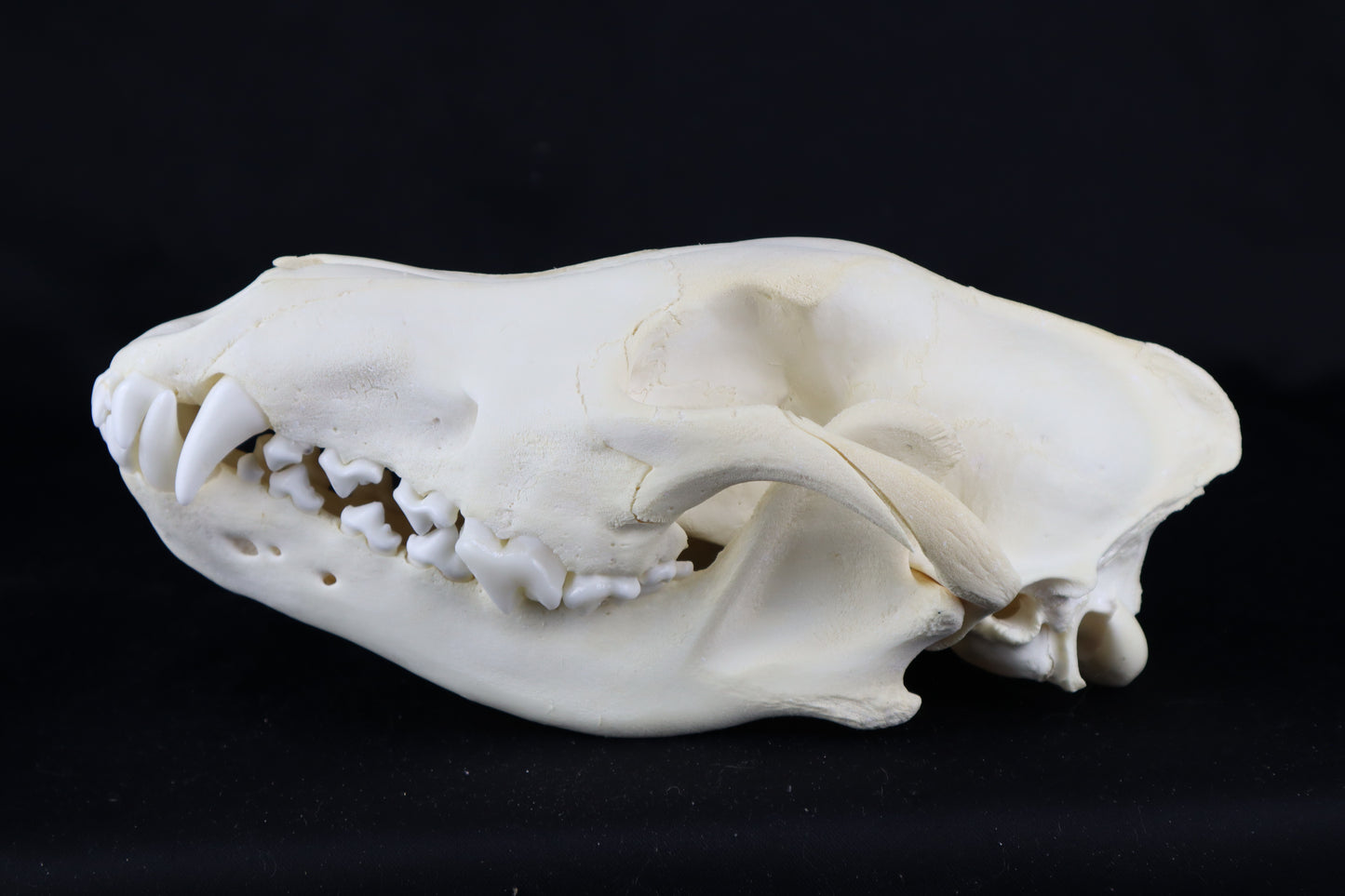 Black Wolf Skull