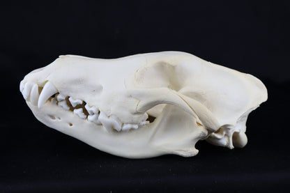Black Wolf Skull