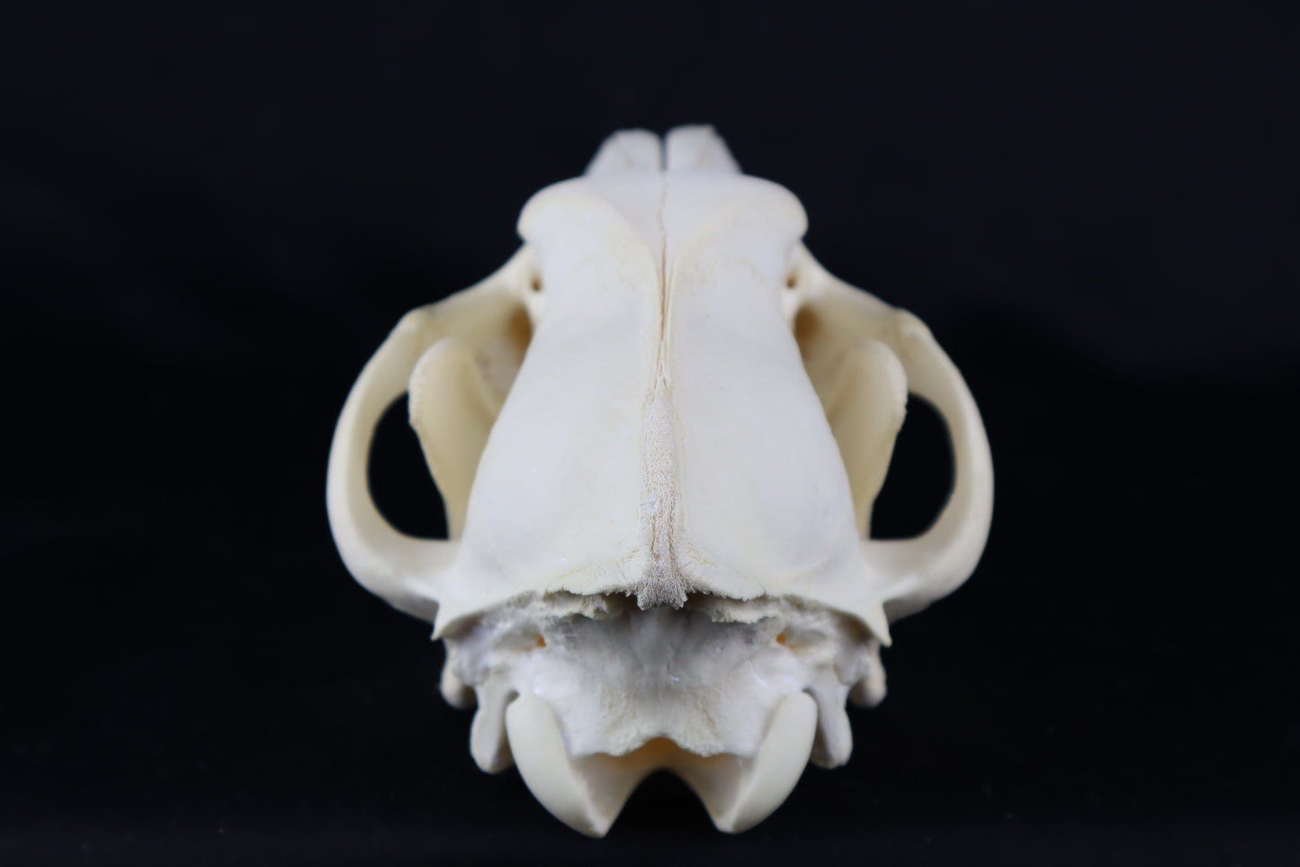 Black Wolf Skull