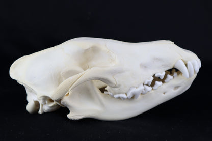 Black Wolf Skull