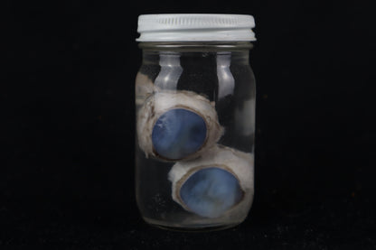 Mountain Lion Eyes Wet Specimen