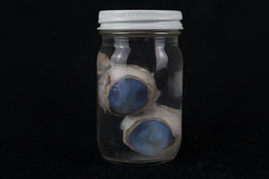 Mountain Lion Eyes Wet Specimen