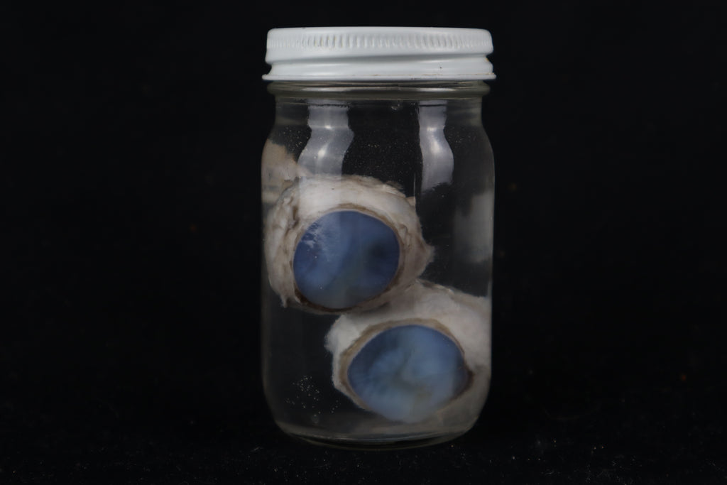 Mountain Lion Eyes Wet Specimen