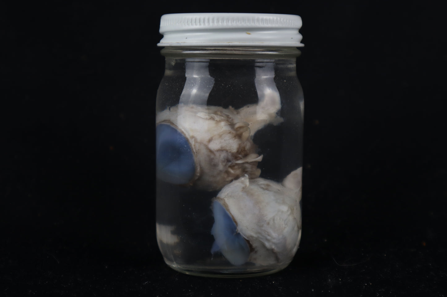 Mountain Lion Eyes Wet Specimen
