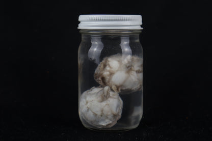Mountain Lion Eyes Wet Specimen