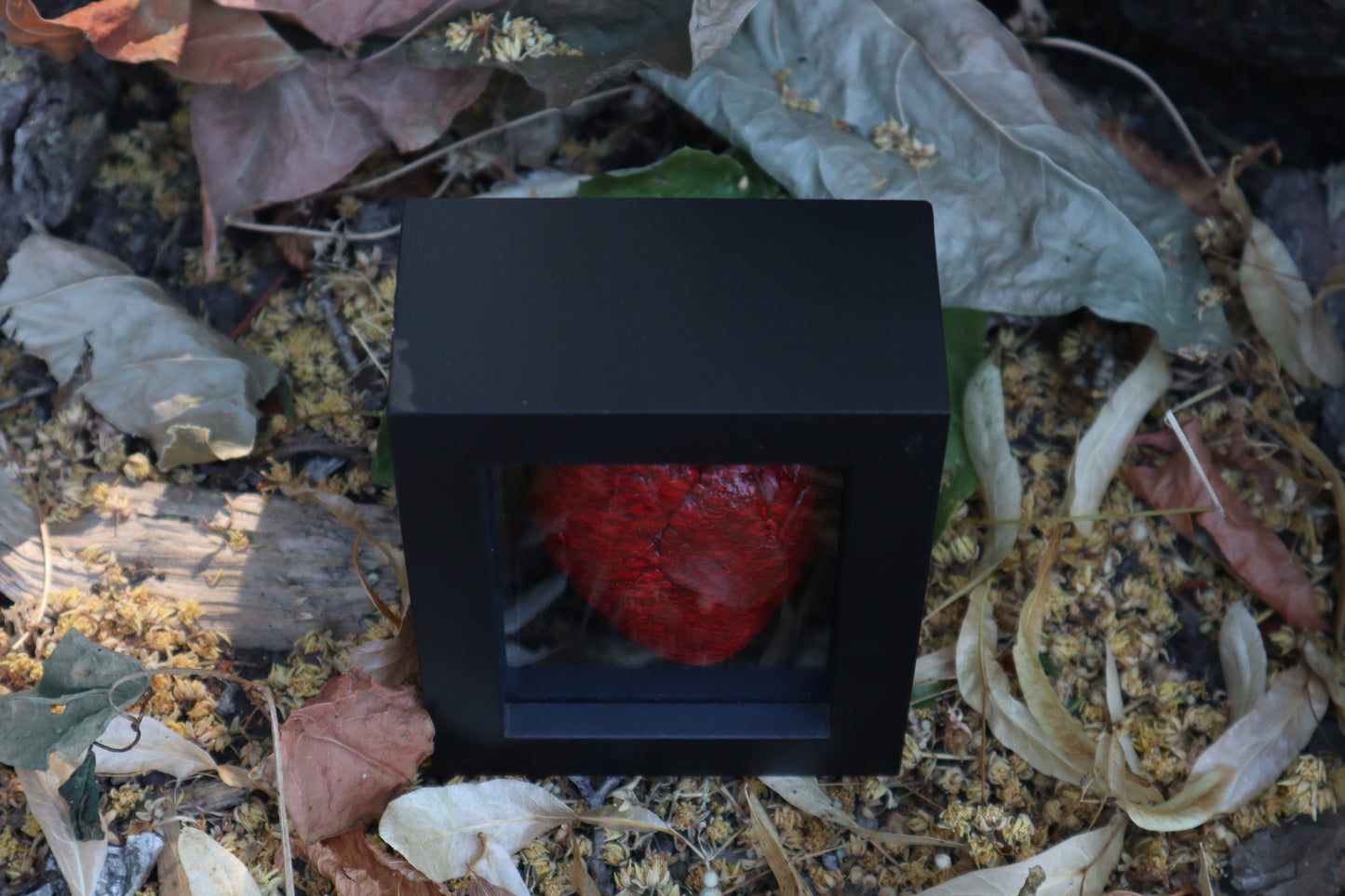 Dry Preserved Whitetail Fawn Heart
